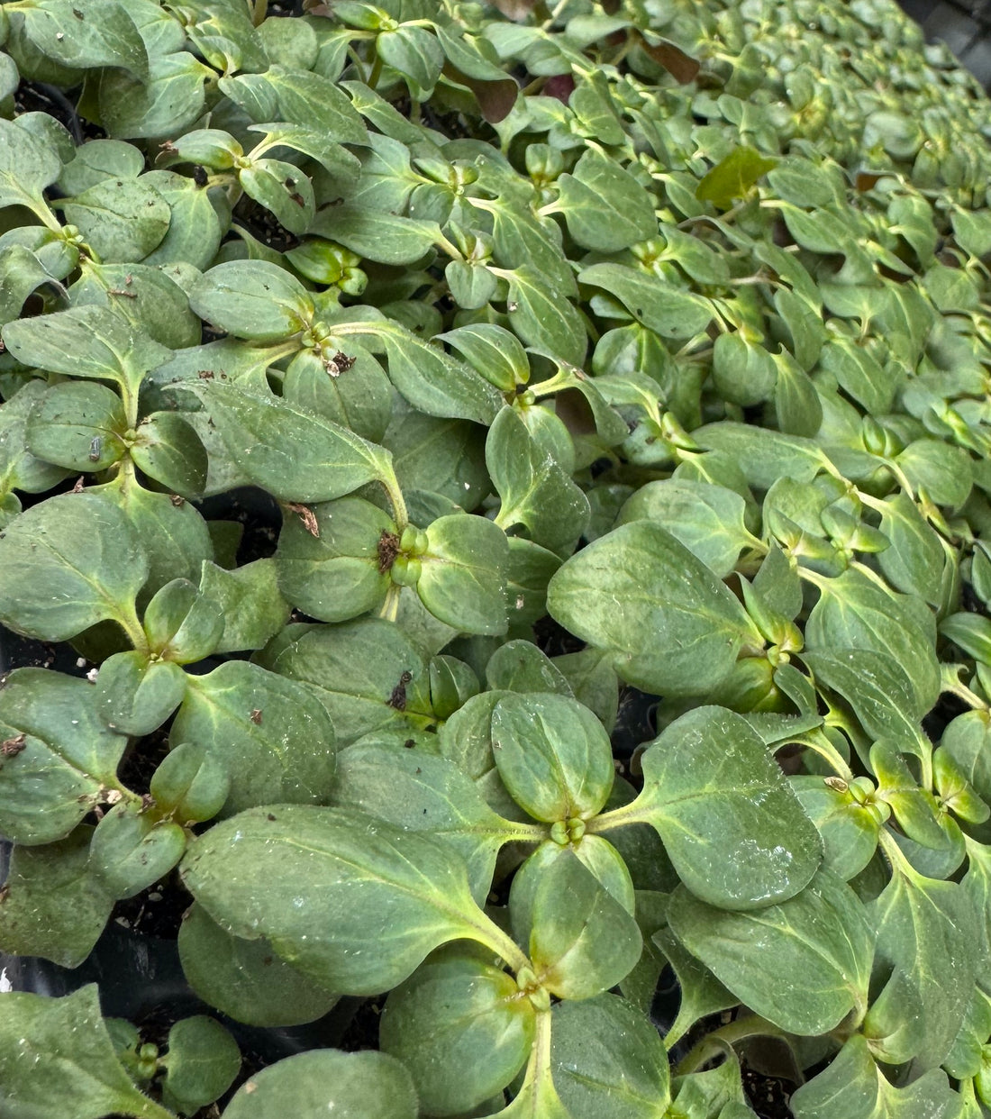 Tray of seedlings