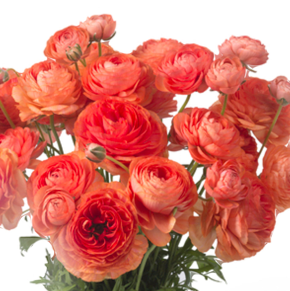 Ranunculus - Romance Paradou (5 corms)