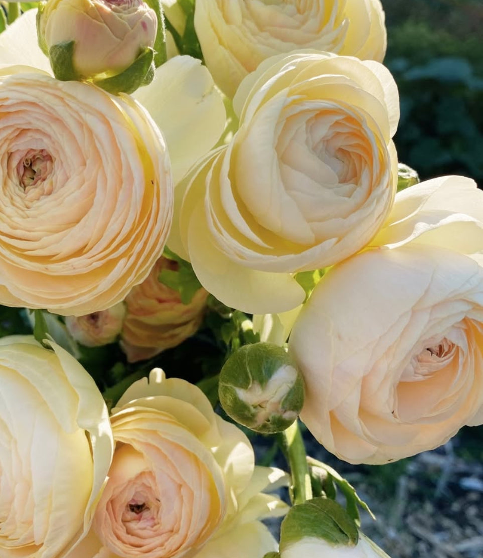 Ranunculus - Romance Hydra (5 corms)