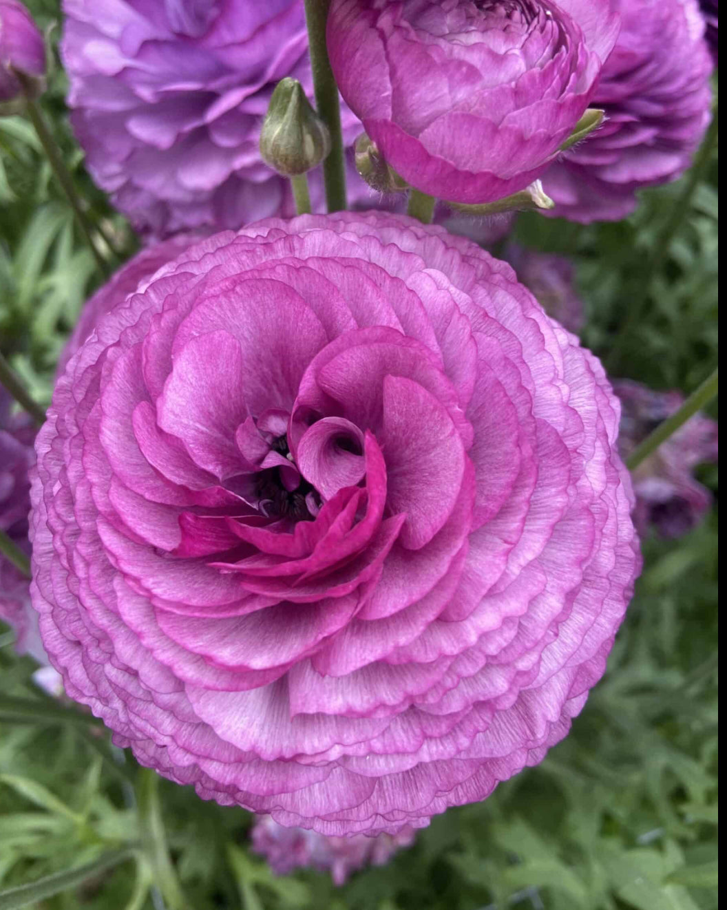 Ranunculus - Romance Loubeyres (5 corms)