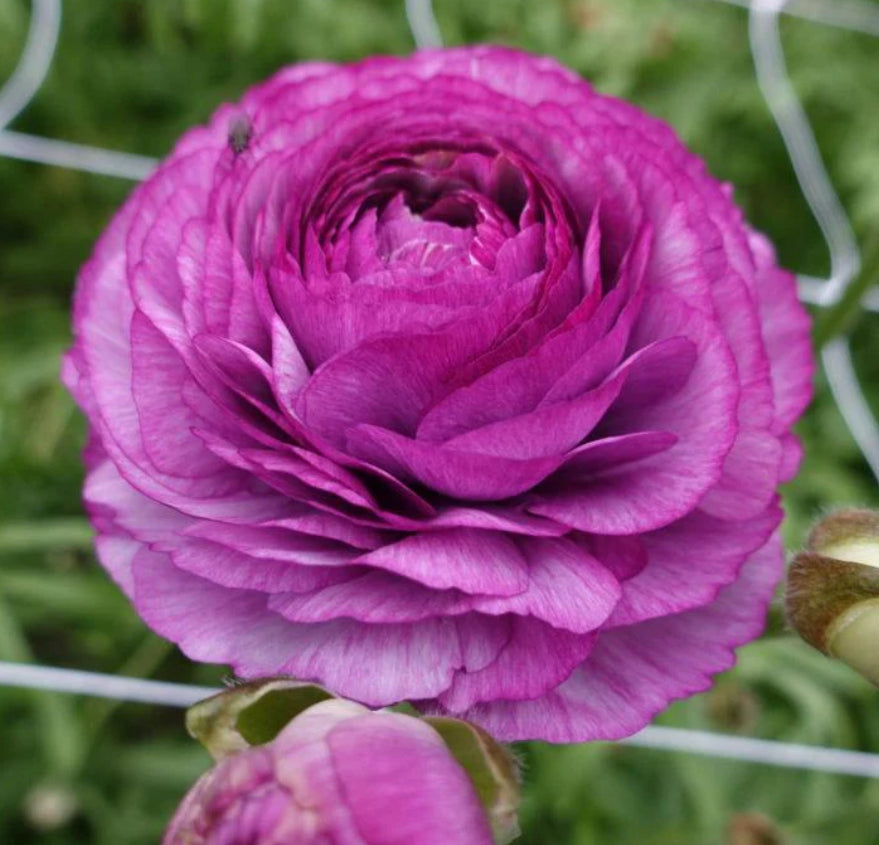 Ranunculus - Romance Loubeyres (5 corms)