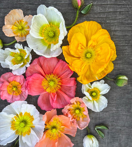 Hummingbird poppy seedlings (6 - mixed colors)